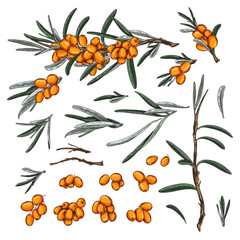 Sea buckthorn berries, leaves, branch, twig vector illustration set on white background.
