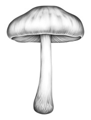 PNG Mushroom drawing sketch fungus - obrazy, fototapety, plakaty