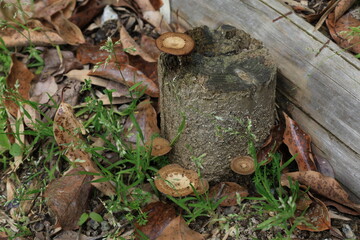 Obraz premium 木製の階段の木に生えたキノコ