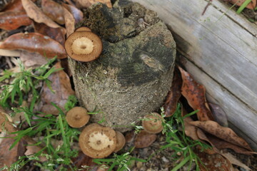 木製の階段の木に生えたキノコ