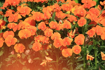 群生して咲くオレンジ色のパンジーの花