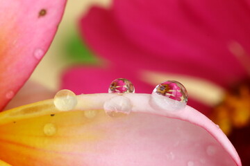 Water ball on a pink flower