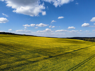 field of rapeseed with blue sky and clouds