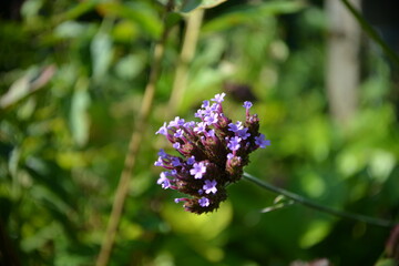 Zarter lila Bl&uuml;tenstand im sommerlichen Gr&uuml;n