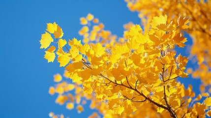 Autumn Leaves: A photo of a tree with bright yellow leaves against a clear blue sky