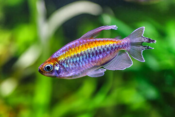 Fototapeta premium A green beautiful planted tropical freshwater aquarium with fishes.A Congo tetra, Phenacogrammus interruptus, with water plants.