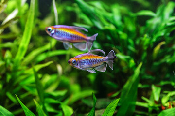 A green beautiful planted tropical freshwater aquarium with fishes.A Congo tetra, Phenacogrammus interruptus, with water plants.