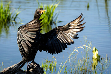 Reed Cormorant (Microcarbo africanus) (Rietduiker) sunning itself after fishing in Marievale Bird Sanctuary, Springs, Gauteng, South Africa 