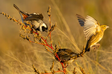 Cape sparrow (Passer diffusus) (Mossie) feeding on seeds with a weaver in Marievale Bird Sanctuary...