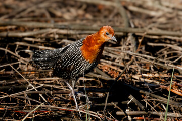 Red-chested Flufftail (Rooiborsvleikuiken) (Sarothrura rufa) in Marievale Wetland Bird Sanctuary, Springs, Gauteng, South Africa 