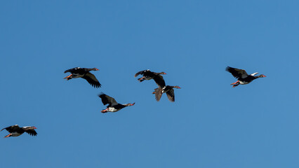 A flock of Spur-winged Geese (Wildemakou) (Plectropterus gambensis) in Marievale Wetland Bird...