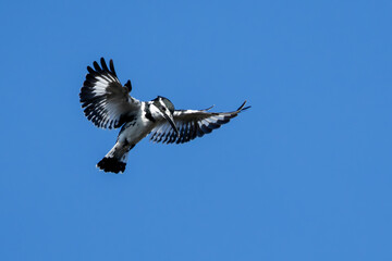 Pied Kingfisher (Bontvisvanger) (Ceryle rudis) in Marievale Wetland Bird Sanctuary, Springs, Gauteng, South Africa