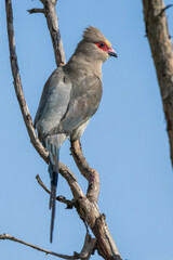 Red-faced Mousebird (Rooiwangmuisvoël) (Urocolius indicus) at Marievale Wetland Bird Sanctuary, Springs, Gauteng, South Africa 