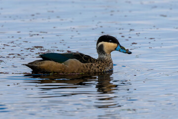 Blue-billed Teal (Gevlekte Eend) (Anas hottentota) in Marievale Wetland Bird Sanctuary, Springs, Gauteng, South Africa