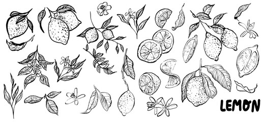 Lemon fruit, flower , leaves hand drawn vector sketch illustration. Purchase poster, print, home decoration, menu cover, invitation, design template.