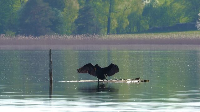 Cormorant bird stands on a log in the lake. It's spring, the sun is shining. He waves his wings and enjoys the sun. He take a funny sunbath.