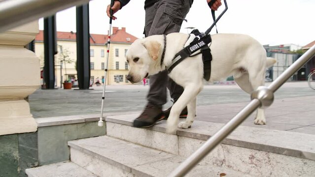 Trained guide dog, helping a blind man with a white cane to safely walk down the staircase in an outdoor urban space, handheld shot.
