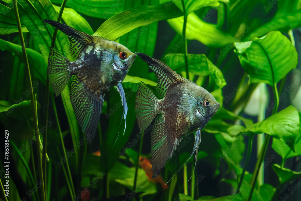 Canvas Prints A green beautiful planted tropical freshwater aquarium with fishes.Zebra angelfish (pterophyllum scalare) in aquarium - Canvas Prints