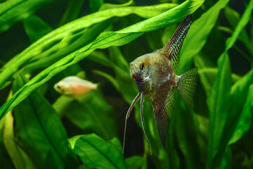 A green beautiful planted tropical freshwater aquarium with fishes.Zebra angelfish (pterophyllum...