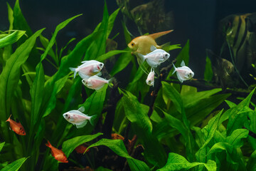 A green beautiful planted tropical freshwater aquarium with fishes.Zebra angelfish (pterophyllum...