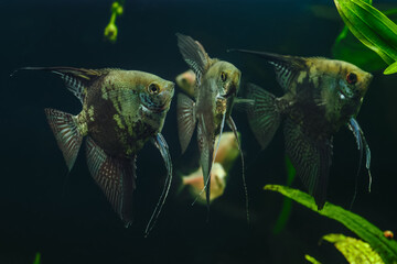 A green beautiful planted tropical freshwater aquarium with fishes.Zebra angelfish (pterophyllum...