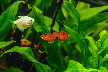 Hyphessobrycon minor.A green beautiful planted tropical freshwater aquarium with fishes.tetra serpae (Hyphessobrycon eques) in a fish tank