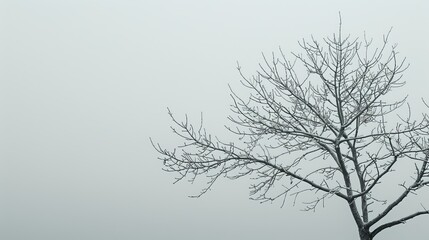 Fototapeta na wymiar Seasonal Leaves: A photo of a tree with bare branches against a gray sky