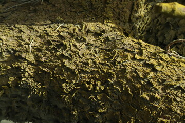 brownwood trunk texture