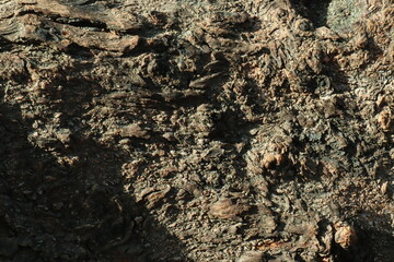 brownwood trunk texture