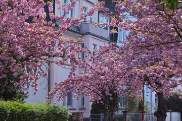 Natur April, japanische Kirschblüte Stresemann Str.