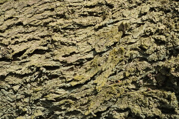 brownwood trunk texture