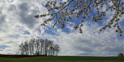 Natur April, Blütenbäume Felder Himmel