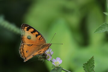 a close-up of an orange butterfly sitting on a leaf with a green background