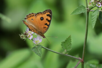 a close-up of an orange butterfly sitting on a leaf with a green background