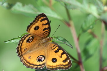 a close-up of an orange butterfly sitting on a leaf with a green background