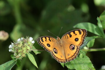 a close-up of an orange butterfly sitting on a leaf with a green background