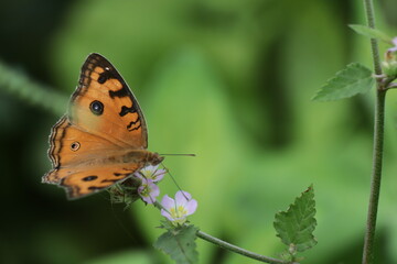 a close-up of an orange butterfly sitting on a leaf with a green background