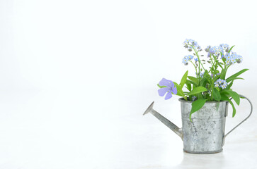 Bouquet of blue flowers in a little watering can and a lot of blank space to fill in with content. 