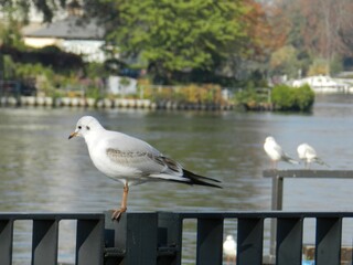 Obraz premium Gabbiano solitario