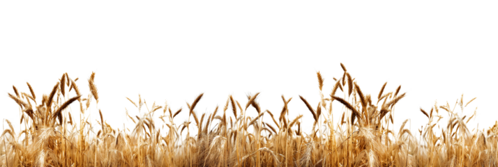 Wheatfield is isolated on a transparent background. Golden autumn wheat harvest