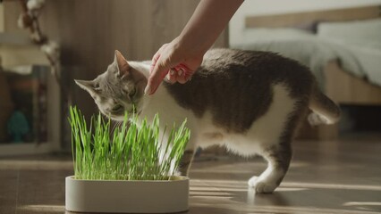 Human Hand Feeding Cat with Grass