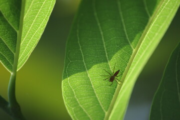 Green leaves background