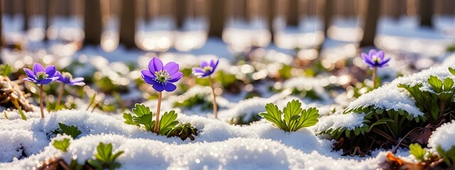 Early spring crocuses through melting snow, winter to spring background