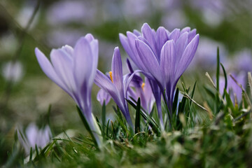 Gran Sasso: Fioriture di Crocus a Campo Imperatore - Abruzzo