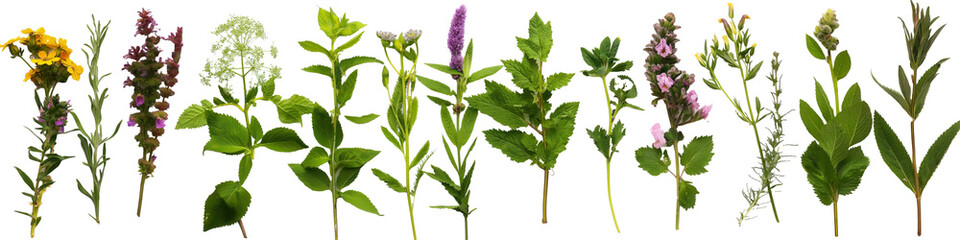 Variety of herbs on a transparent background