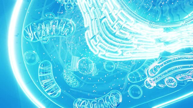 Conceptual animation of the biological cell and the mitochondria