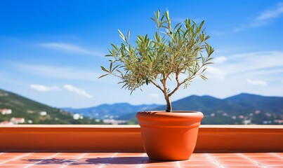 Olive tree in a terracotta pot on the terrace overlooking the sea - obrazy, fototapety, plakaty