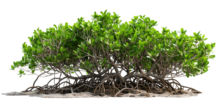 Mangrove tree isolated on transparent background