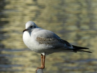 Fototapeta premium Gabbiano solitario