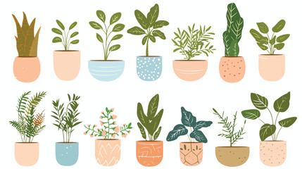 Home plants in flowerpot. Houseplants isolated. Trend